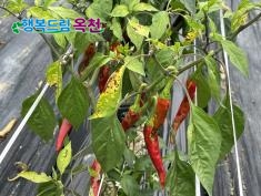 옥천군, 고추 수확 후 포장 관리 당부 사진 1
