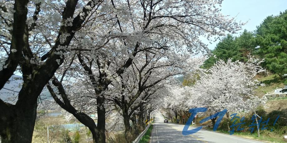 옛37번 국도변 벚꽃길（옥천2경2