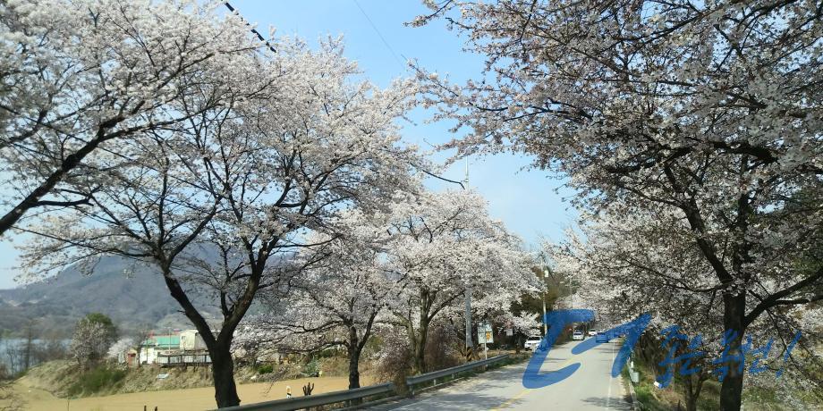 옛37번 국도변 벚꽃길（옥천2경3