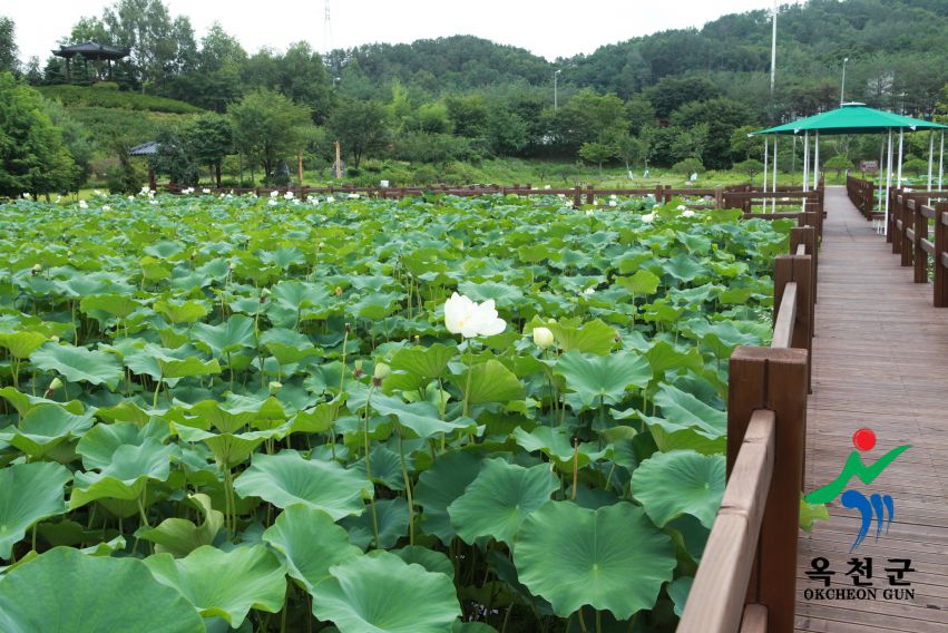연꽃 4 번째 사진
