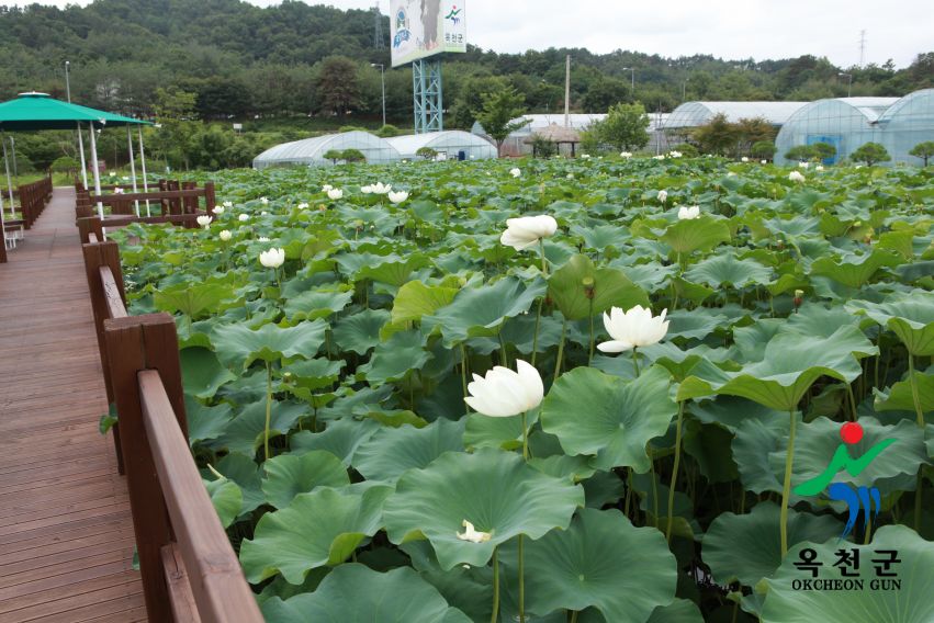 연꽃 5 번째 사진