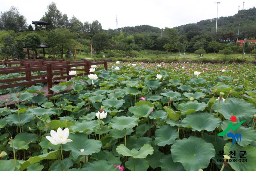 연꽃 8 번째 사진