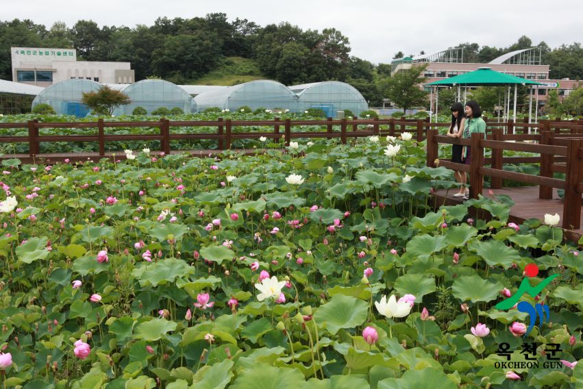 연꽃 10 번째 사진