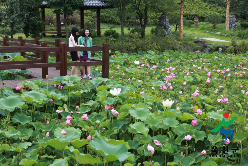 연꽃 13 번째 사진