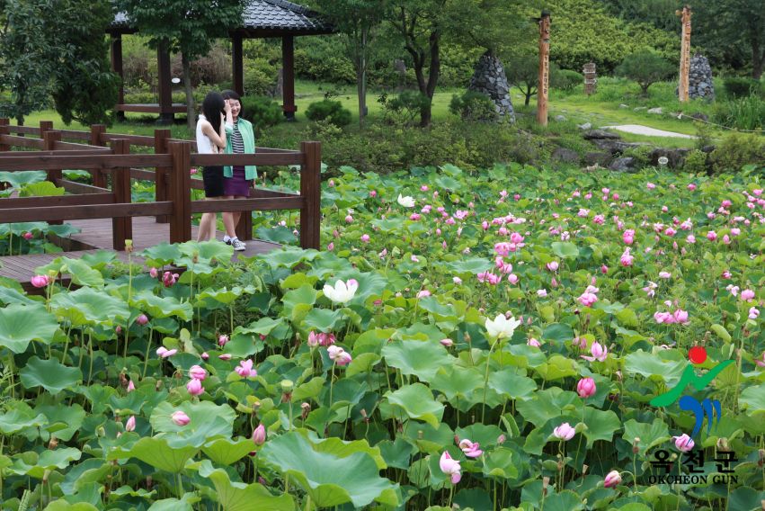 연꽃 15 번째 사진