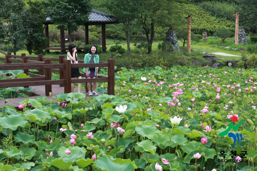 연꽃 16 번째 사진