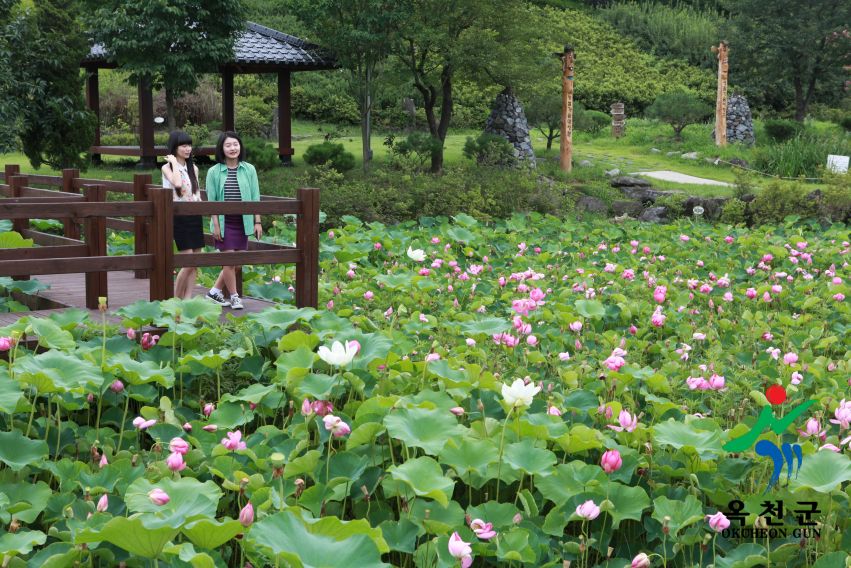 연꽃 18 번째 사진