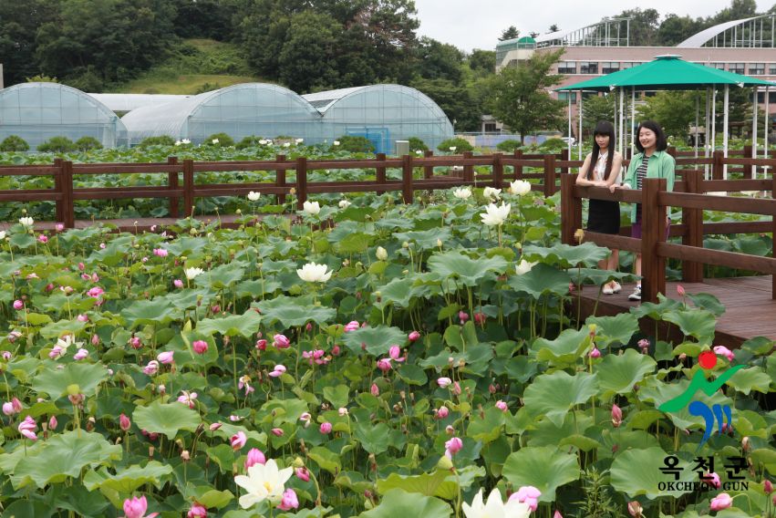 연꽃 20 번째 사진