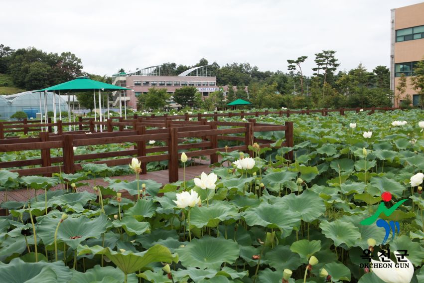 연꽃 28 번째 사진