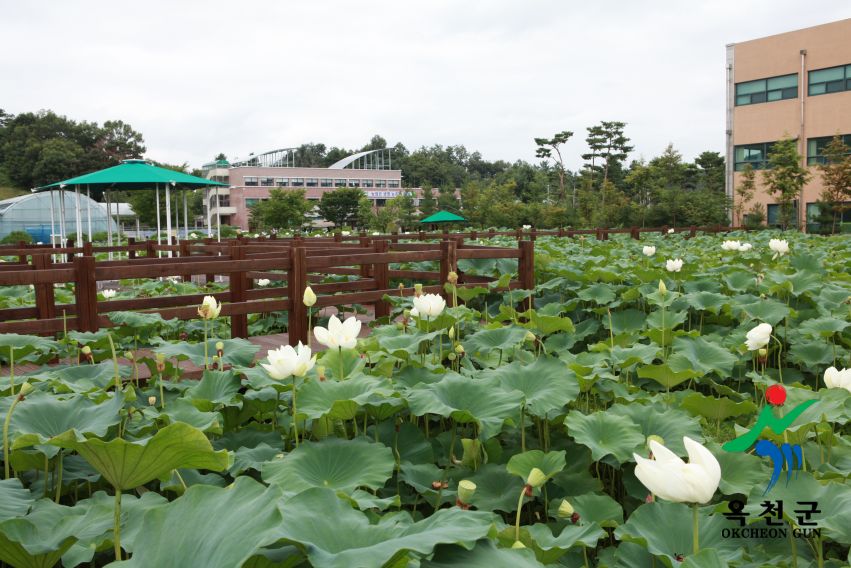 연꽃 29 번째 사진