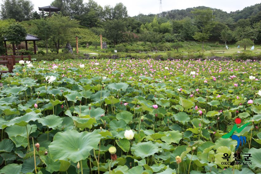 연꽃 31 번째 사진