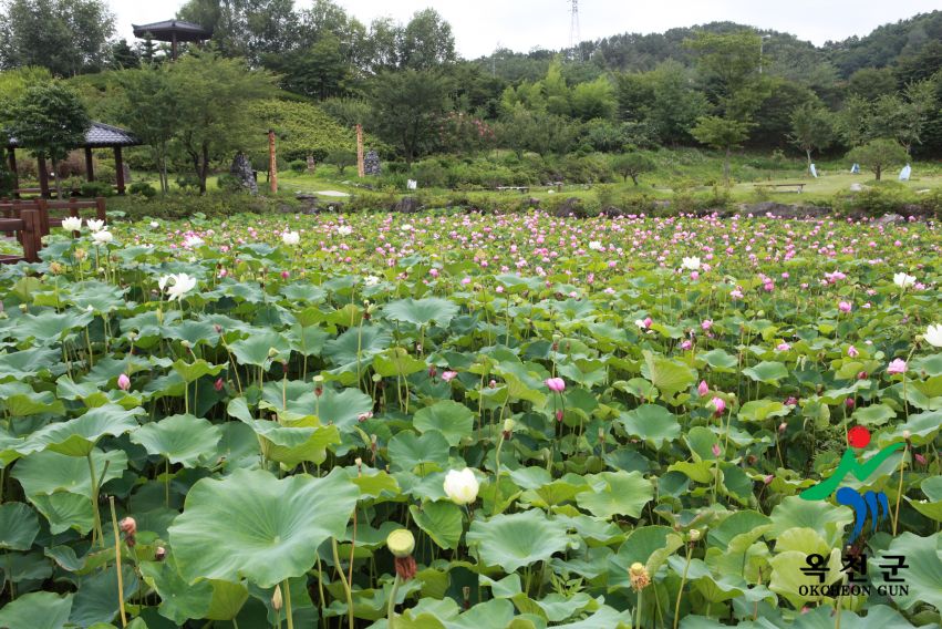 연꽃 32 번째 사진