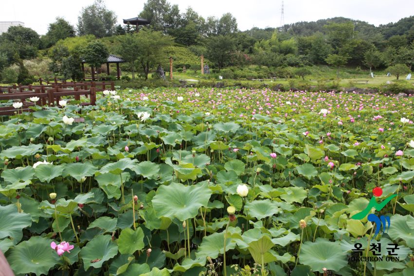 연꽃 33 번째 사진