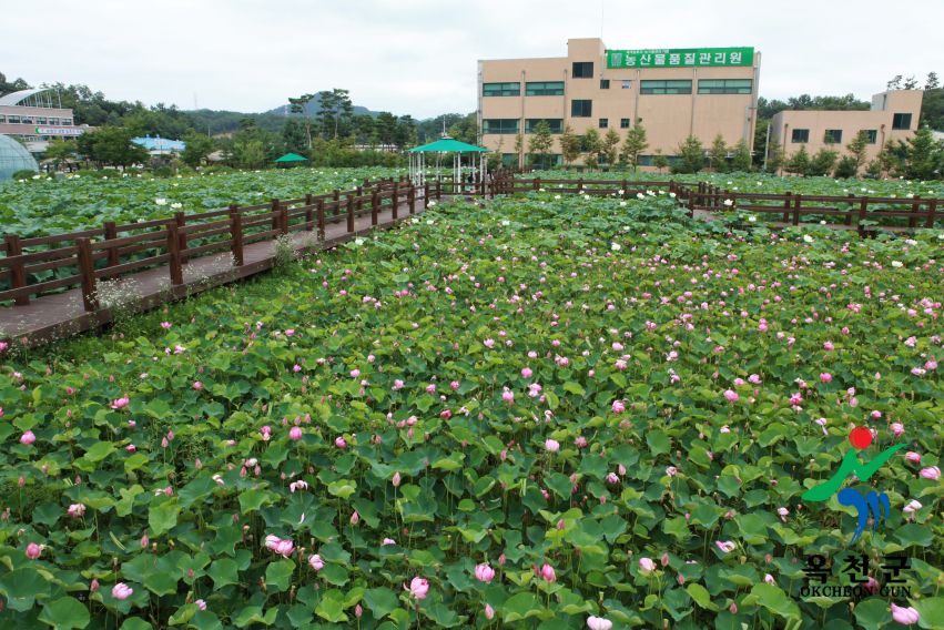 연꽃 36 번째 사진