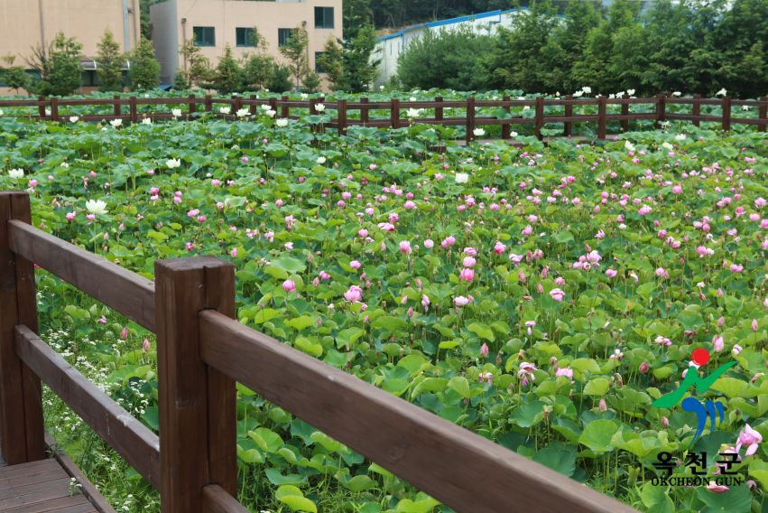 연꽃 40 번째 사진