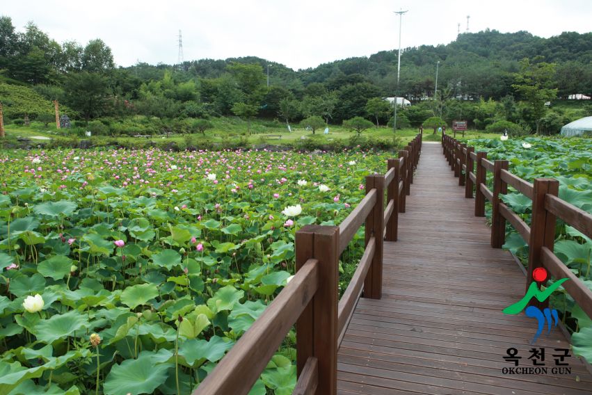 연꽃 42 번째 사진