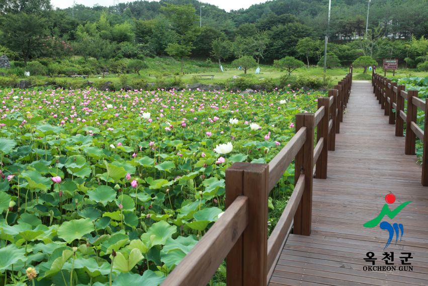 연꽃 43 번째 사진