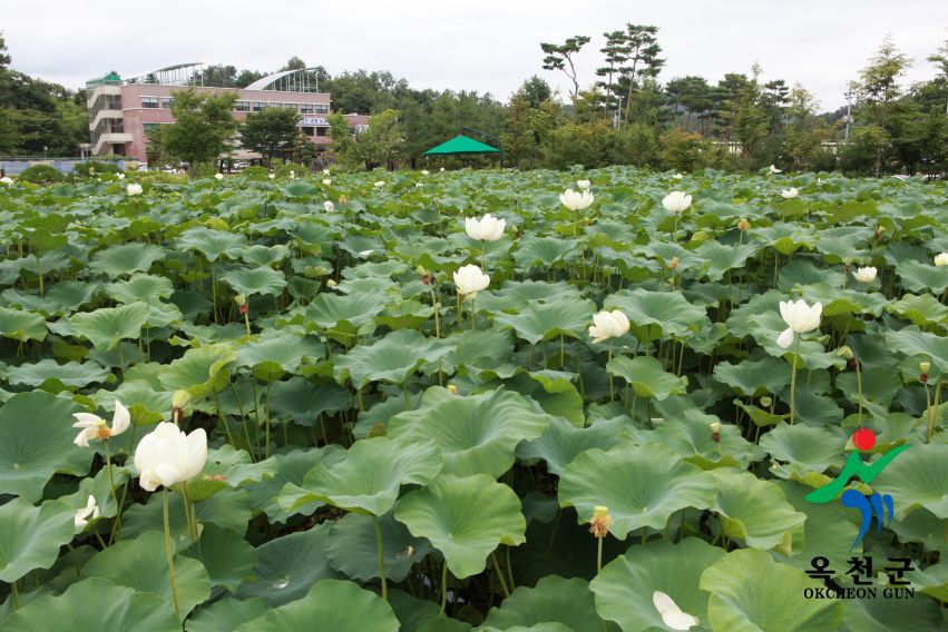 연꽃 44 번째 사진