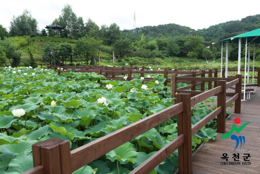 연꽃 46 번째 사진