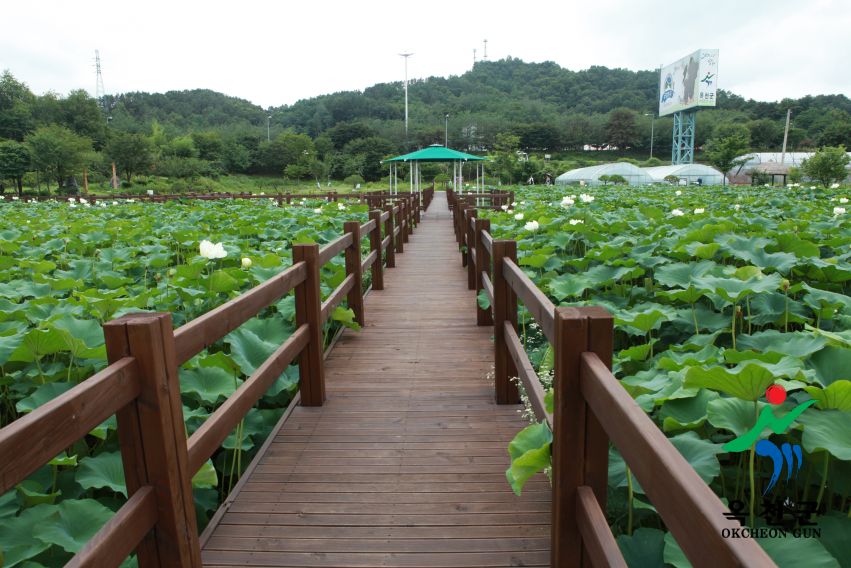 연꽃 47 번째 사진