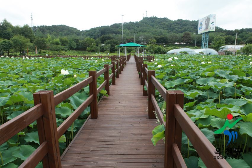 연꽃 48 번째 사진