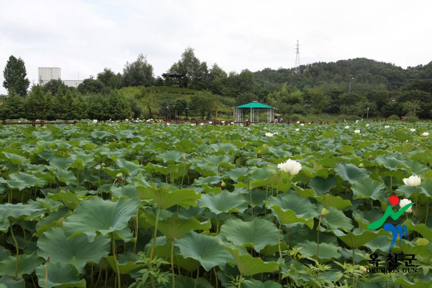 연꽃 50 번째 사진