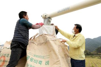 침수피해 농가 벼베기 작업현장 방문 2번째 사진