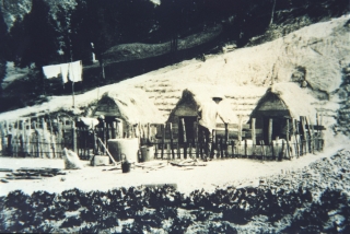 1930년대 돼지 사육