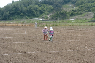 옥수수 시험포