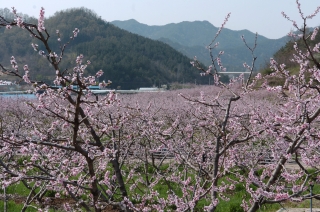 복숭아 꽃