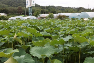 연꽃 3번째 사진