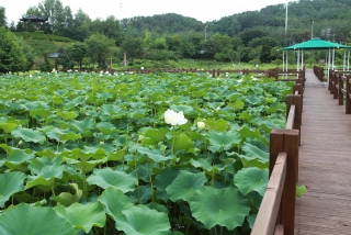 연꽃 4번째 사진