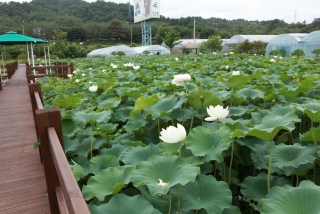 연꽃 5번째 사진