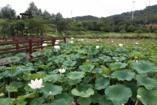 연꽃 8번째 사진