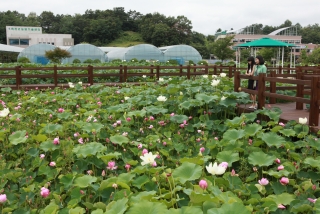 연꽃 10번째 사진