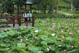 연꽃 12번째 사진