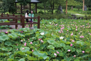 연꽃 13번째 사진