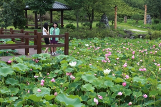 연꽃 14번째 사진
