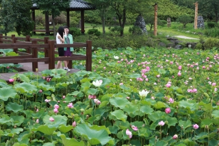 연꽃 15번째 사진