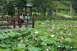 연꽃 16번째 사진