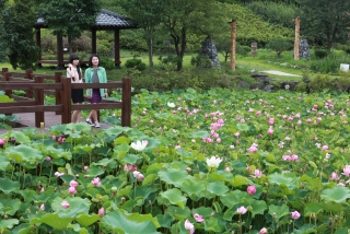 연꽃 18번째 사진