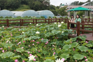 연꽃 20번째 사진