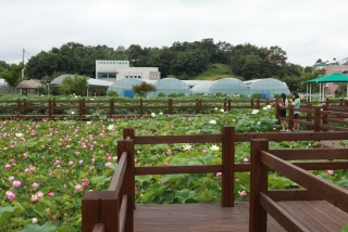 연꽃 24번째 사진