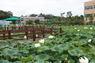 연꽃 27번째 사진