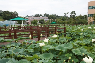 연꽃 28번째 사진