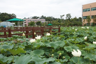 연꽃 29번째 사진