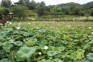 연꽃 31번째 사진