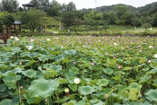연꽃 32번째 사진