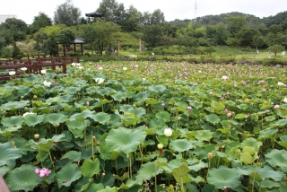 연꽃 33번째 사진