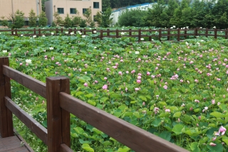 연꽃 40번째 사진